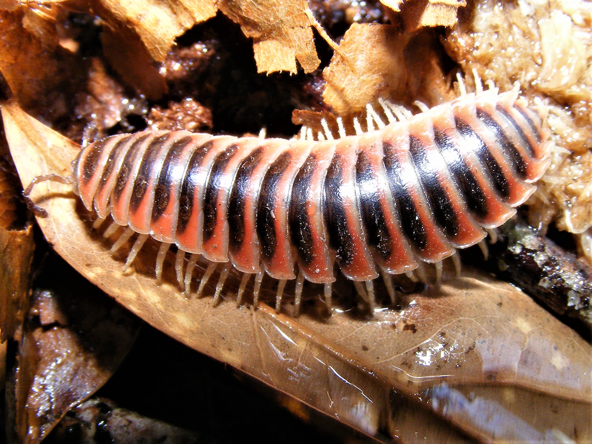 Red Sided Millipede