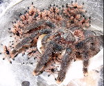 Guyanan Pinktoe