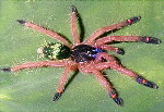 French Guianan Bluefang