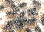 Peruvian Peach Collared