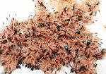 French Guianan Bluefang