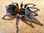 Euathlus sp.yellow