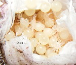 Euathlus sp. yellow