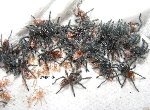 Brazilian Wooly Redrump
