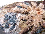 Ribbed Treespider