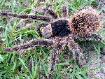 Bahia Gray Birdeater