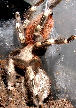 N.chromatus