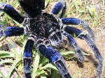 Bolivian Steely Blue