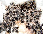 Trinidad Cheveron