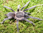 Selenocosmia effera