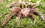 Selenocosmia peerboomi