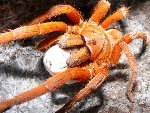 Orphnaecus philippinus