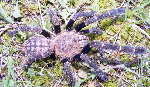 Ornithoctoninae sp.Malaysia