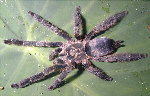 Violet Treespider