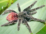 T. ockerti