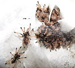 Ornate Metallic Treespider