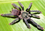 Ornate Metallic Treespider