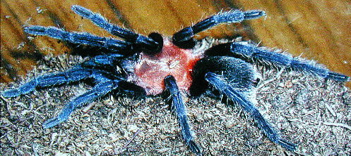 Holothele sp. Venezuela - Tachira