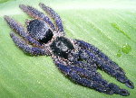 Purple Treespider