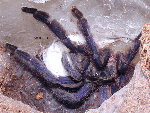 Purple Treespider