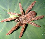 Golden Tree Spider