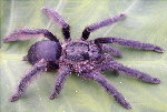 Purple Treespider