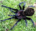 Colombian Lesserblack