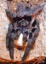 Purple Treespider