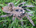 C. brachycephalus