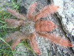 Orange Treespider