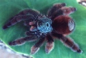 Antilles Pinktoe