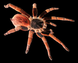 14829 Vogelspinne von Schleich Spinne Tier Sammlung Tarantula Spider 17053 